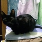 Подробнее об объявлении «Москва Найден кот» Фото: найдена кошка  «Москва Найден кот» в г. Москва