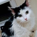 Подробнее об объявлении «Пропала кошка по имени мышка Москва» Фото: пропала кошка  «Пропала кошка по имени мышка Москва» в г. Москва