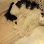 Подробнее об объявлении «Пропала кошка чертаново Москва» Фото: пропала кошка  «Пропала кошка чертаново Москва» в г. Москва