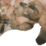 Подробнее об объявлении «Пропала кошка помогите найти кошечку  Кемерово» Фото: пропала кошка  «Пропала кошка помогите найти кошечку  Кемерово» в г. Кемерово