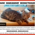 Подробнее об объявлении «Ангарск Пропала кошка нашедшему вознаграждение» Фото: пропала кошка  «Ангарск Пропала кошка нашедшему вознаграждение» в г. Ангарск