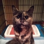 Подробнее об объявлении «Москва Найдена кошка» Фото: найдена кошка  «Москва Найдена кошка» в г. Москва