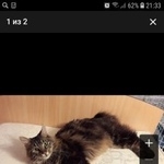 Подробнее об объявлении «Бердск Пропал кот в районе карла маркса» Фото: пропала кошка Курильский бобтейл «Бердск Пропал кот в районе карла маркса» в г. Бердск