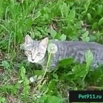 Подробнее об объявлении «Пропала кошка Москва» Фото: пропала кошка  «Пропала кошка Москва» в г. Москва