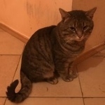 Подробнее об объявлении «Ставрополь Найден кот» Фото: найдена кошка  «Ставрополь Найден кот» в г. Ставрополь