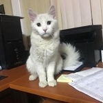 Подробнее об объявлении «Москва Найден кот белая» Фото: найдена кошка  «Москва Найден кот белая» в г. Москва