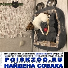 Подробнее об объявлении «Краснодар Найдена собака джек рассел» Фото: найдена собака Джек рассел терьер «Краснодар Найдена собака джек рассел» в г. Краснодар