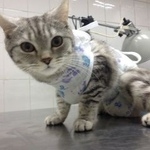 Подробнее об объявлении «Ангарск Найдена кошка» Фото: найдена кошка  «Ангарск Найдена кошка» в г. Ангарск