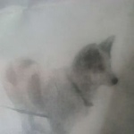 Подробнее об объявлении «Кунгур Пропала собака кобель.пес» Фото: пропала собака  «Кунгур Пропала собака кобель.пес» в г. Кунгур