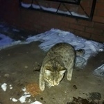 Подробнее об объявлении «Найдена кошка Курган» Фото: найдена кошка  «Найдена кошка Курган» в г. Курган