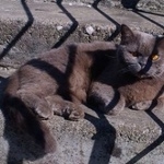 Подробнее об объявлении «Москва Найден кот британец ярко-желтые глаза» Фото: найдена кошка Британская короткошерстная «Москва Найден кот британец ярко-желтые глаза» в г. Москва