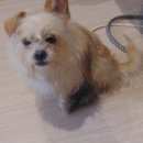 Подробнее об объявлении «Бердск Найдена собака кобель» Фото: найдена собака  «Бердск Найдена собака кобель» в г. Бердск