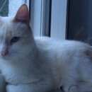 Подробнее об объявлении «Мытищи Пропал кот белый кот, г, ул.мира-ул.колпакова» Фото: пропала кошка  «Мытищи Пропал кот белый кот, г,...» в г. Мытищи