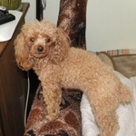 Подробнее об объявлении «Псков Пропала собака» Фото: пропала собака Пудель «Псков Пропала собака» в г. Псков