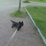 Подробнее об объявлении «Пропала собака Санкт-Петербург» Фото: пропала собака Керн терьер «Пропала собака Санкт-Петербург» в г. Санкт-Петербург