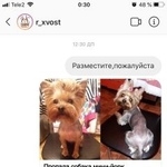Подробнее об объявлении «Пропала собака просьба вернуть за вознагрождение Саратов» Фото: пропала собака Йоркширский терьер «Пропала собака просьба вернуть за...» в г. Саратов