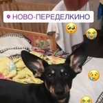 Подробнее об объявлении «Пропала собака кобель корги метис Москва» Фото: пропала собака  «Пропала собака кобель корги метис Москва» в г. Москва