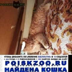 Подробнее об объявлении «Воронеж Найдена кошка» Фото: найдена кошка  «Воронеж Найдена кошка» в г. Воронеж