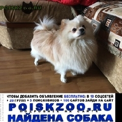 Подробнее об объявлении «Найдена собака кобель шпиц кобель, г Химки» Фото: найдена собака Норботтен-шпиц «Найдена собака кобель шпиц кобель, г Химки» в г. Химки