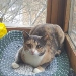 Подробнее об объявлении «Пропала кошка трехцветка, октябрьское поле Москва» Фото: пропала кошка Европейская короткошерстная «Пропала кошка трехцветка, октябрьское поле Москва» в г. Москва