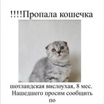 Подробнее об объявлении «Пропала кошка Ростов-на-Дону» Фото: пропала кошка  «Пропала кошка Ростов-на-Дону» в г. Ростов-на-Дону