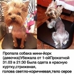 Подробнее об объявлении «Пропала собака девочка мини йорк убежала из квартиры Саратов» Фото: пропала собака Йоркширский терьер «Пропала собака девочка мини йорк убежала из...» в г. Саратов