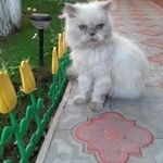 Подробнее об объявлении «Пропала кошка Оренбург» Фото: пропала кошка Персидская «Пропала кошка Оренбург» в г. Оренбург