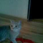 Подробнее об объявлении «Пропал кот британец Оренбург» Фото: пропала кошка Британская короткошерстная «Пропал кот британец Оренбург» в г. Оренбург