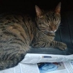 Подробнее об объявлении «Москва Найдена кошка по адресу газопровод 9к1» Фото: найдена кошка  «Москва Найдена кошка по адресу газопровод 9к1» в г. Москва