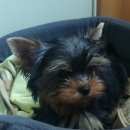 Подробнее об объявлении «Лобня Пропала собака» Фото: пропала собака Йоркширский терьер «Лобня Пропала собака» в г. Лобня