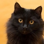 Подробнее об объявлении «Москва Найден кот митино: чёрная пушистая кошка» Фото: найдена кошка  «Москва Найден кот митино: чёрная пушистая кошка» в г. Москва