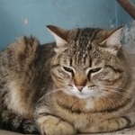 Подробнее об объявлении «Найдена кошка Курган» Фото: найдена кошка  «Найдена кошка Курган» в г. Курган