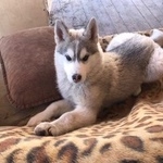 Подробнее об объявлении «Курган Пропала собака» Фото: пропала собака  «Курган Пропала собака» в г. Курган