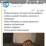 Подробнее об объявлении «Найдена собака кобель Ростов-на-Дону» Фото: найдена собака  «Найдена собака кобель Ростов-на-Дону» в г. Ростов-на-Дону