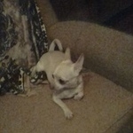 Подробнее об объявлении «Пропала собака Санкт-Петербург» Фото: пропала собака Чихуахуа «Пропала собака Санкт-Петербург» в г. Санкт-Петербург