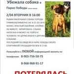 Подробнее об объявлении «Пропала собака Москва» Фото: пропала собака Пти-брабансон «Пропала собака Москва» в г. Москва