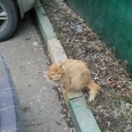 Подробнее об объявлении «Москва Найдена кошка рыжая кошка» Фото: найдена кошка  «Москва Найдена кошка рыжая кошка» в г. Москва