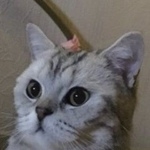 Подробнее об объявлении «Пропала кошка Москва» Фото: пропала кошка Британская короткошерстная «Пропала кошка Москва» в г. Москва