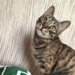 Подробнее об объявлении «Пропала кошка улица дорожная к Москва» Фото: пропала кошка  «Пропала кошка улица дорожная к Москва» в г. Москва