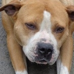 Подробнее об объявлении «Пропала собака помогите найти Владикавказ» Фото: пропала собака Бультерьер «Пропала собака помогите найти Владикавказ» в г. Владикавказ