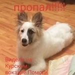 Подробнее об объявлении «Пропала собака кобель. Москва» Фото: пропала собака  «Пропала собака кобель. Москва» в г. Москва