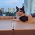 Подробнее об объявлении «Пропала кошка Москва» Фото: пропала кошка  «Пропала кошка Москва» в г. Москва