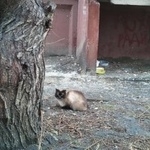 Подробнее об объявлении «Найдена кошка Курган» Фото: найдена кошка  «Найдена кошка Курган» в г. Курган