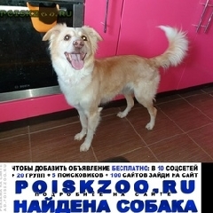 Подробнее об объявлении «Найдена собака, крюково Чехов» Фото: найдена собака  «Найдена собака, крюково Чехов» в г. Чехов
