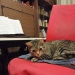 Подробнее об объявлении «Пропал кот. бирюлёво Москва» Фото: пропала кошка  «Пропал кот. бирюлёво Москва» в г. Москва