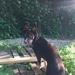 Подробнее об объявлении «Подольск Пропала собака» Фото: пропала собака  «Подольск Пропала собака» в г. Подольск