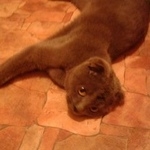 Подробнее об объявлении «Курск Найдена кошка вислоухая британская, молодая.» Фото: найдена кошка  «Курск Найдена кошка вислоухая британская, молодая.» в г. Курск