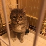 Подробнее об объявлении «Пропал кот Москва» Фото: пропала кошка  «Пропал кот Москва» в г. Москва