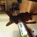 Подробнее об объявлении «Пропала собака кобель Санкт-Петербург» Фото: пропала собака Карликовый пинчер «Пропала собака кобель Санкт-Петербург» в г. Санкт-Петербург