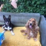 Подробнее об объявлении «Подольск Пропала собака кобель» Фото: пропала собака Английский кокер-спаниель «Подольск Пропала собака кобель» в г. Подольск